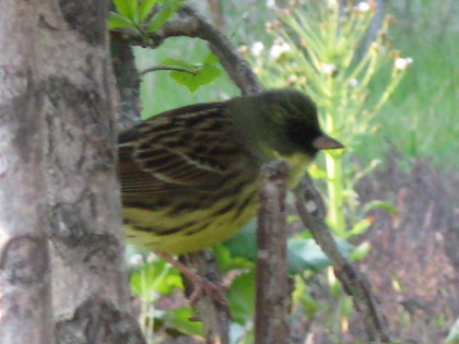 20080513-01.JPG