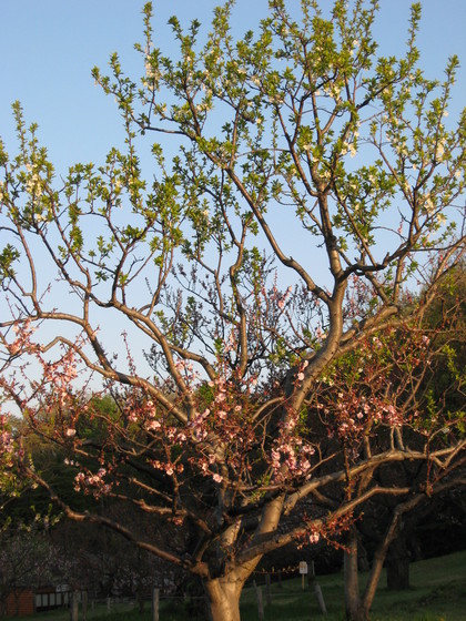 20080513-02.JPG