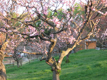 20080513-03.JPG
