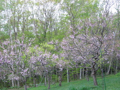 20080513-04.JPG
