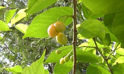 20080617-00.JPG