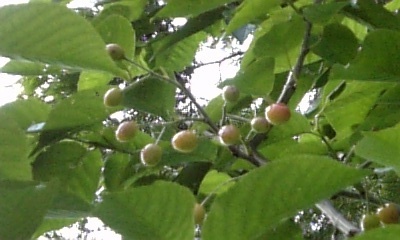 20080617-02.JPG