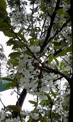 20080617-03.JPG