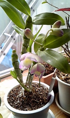 20090316-00.JPG