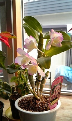20090316-01.JPG