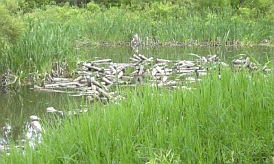 20090610-01.JPG
