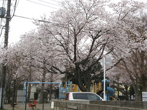 桜