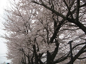 桜桜