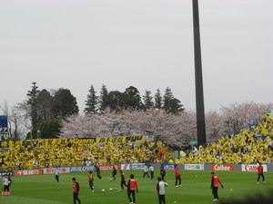 日立台の桜