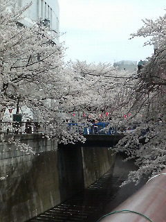 桜桜