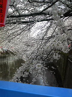 桜桜桜
