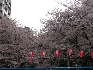 提灯と桜