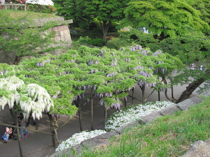 上から見た藤棚