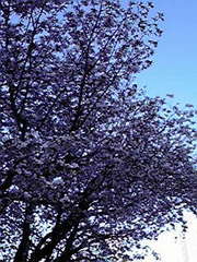 20110505-01.jpg