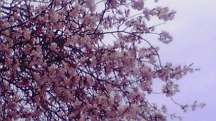 20120430-01.jpg