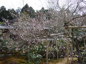 20070305-07.JPG