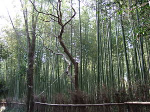 20070305-11.JPG