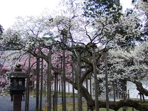 20070410-20.JPG