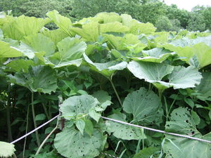 20070626-27.JPG