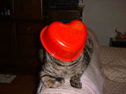 20060207-05.JPG