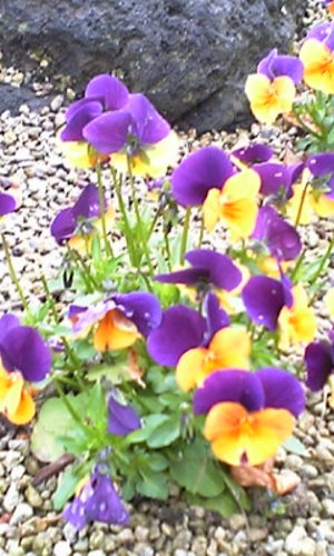 20080424-02.jpg