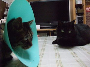 20080521-05.JPG