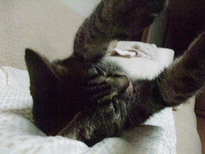 20081006-00.jpg