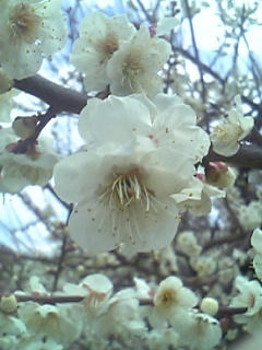 20090221-03.jpg