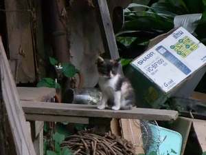 20090630-07.JPG