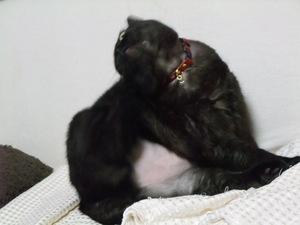 20091117-05.JPG