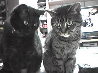 20100306-01.jpg
