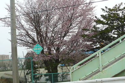 桜
