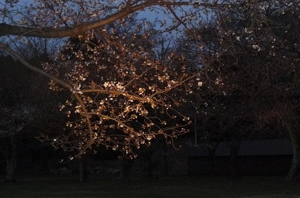 20090402-01.JPG