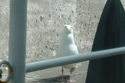 20110813-05.JPG