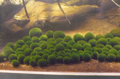 20110815-00.JPG