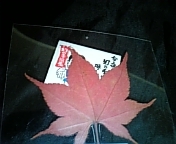 20090324-03.JPG