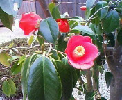 201002271540000.jpg