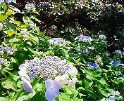 20100619-00.jpg