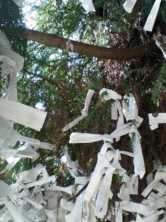 ご神木