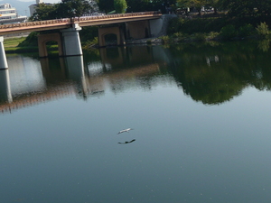 20091119-06.JPG