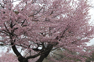 20110508-10.JPG
