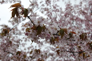 20110508-11.JPG