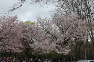 20110508-12.JPG