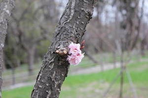 20110508-14.JPG