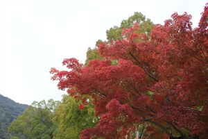 1356155586-121109-143645-IMG_4090_R.JPG