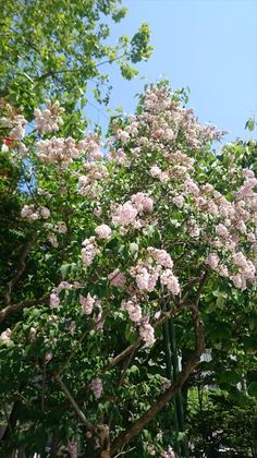 1486039789-DSC_7763_R.JPG