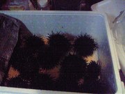 20090806-00.jpg