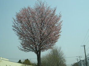 桜♪