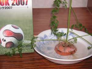 20070305-01.JPG