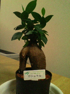 20080510201206.jpg